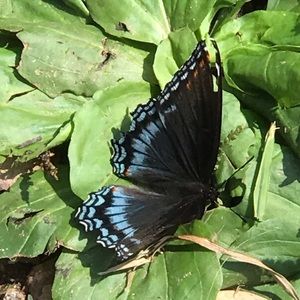 Meet your Posher, Mirjana